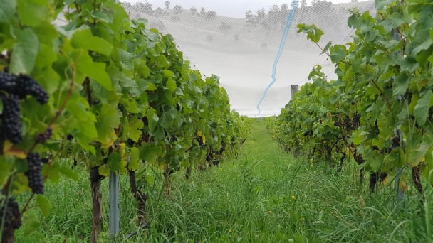 Work less, save more in farming thanks to AI