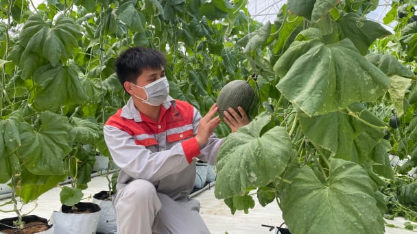 Doanh nghiệp nông nghiệp công nghệ 4.0 tốt nhất huyện Lạc Thủy