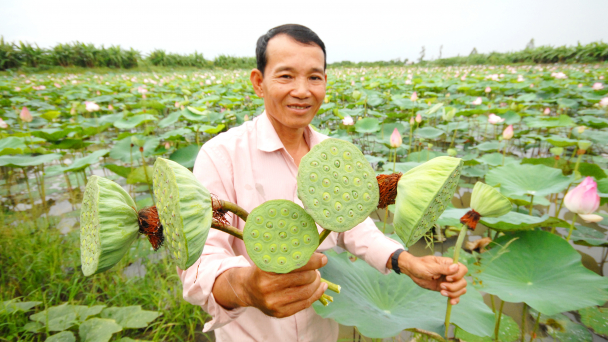Cần sự khác biệt cho sản phẩm sen Đồng Tháp
