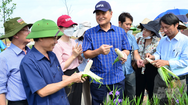 Những giống ngô nếp ngon nhất Việt Nam và Hàn Quốc cùng so đọ