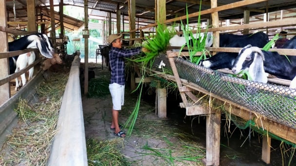 Chàng trai trẻ khởi xướng phong trào nuôi dê huyện Giồng Trôm
