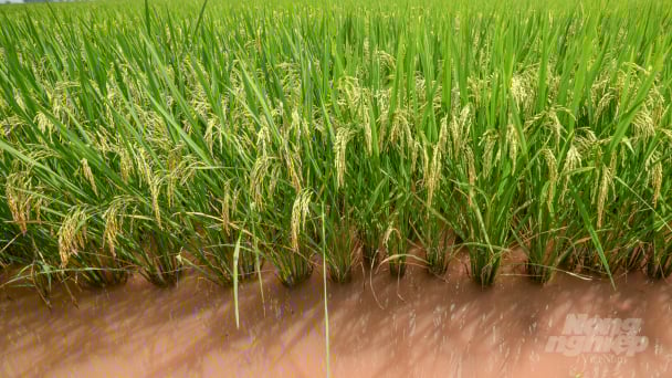 Healthy rice plant, fresh environment, and better farmer thanks to SRI