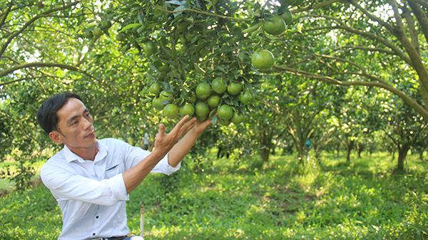 Những tín hiệu rất đáng mừng của nông nghiệp hữu cơ