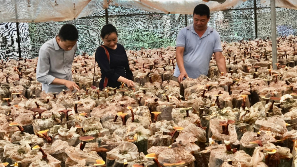 Trồng nấm linh chi trên giá thể gỗ keo tươi, chất lượng như mọc tự nhiên