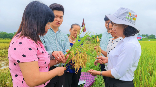 Giống lúa ĐB18 sáng rực ở đồng đất xứ Tuyên