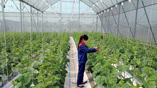Giải bài toán thiếu nhân lực chất lượng cao cho nông nghiệp hiện đại