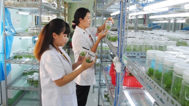 Trường kỳ nghiên cứu giống cây lâm nghiệp