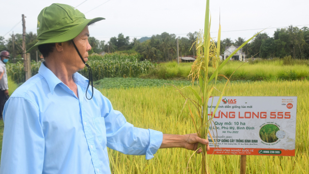 Hưng Long 555: Giống lúa 'chịu thương chịu khó'