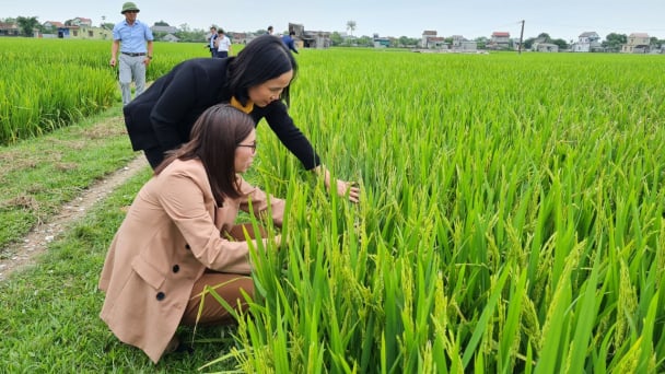 Nửa đầu năm, các dịch hại cây trồng được kiểm soát tốt