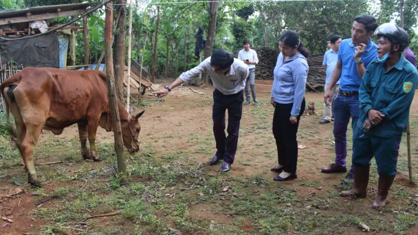Không tiêm phòng vacxin viêm da nổi cục, trâu bò chết không được hỗ trợ