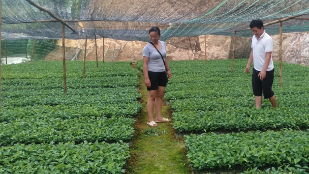 Làm giàu nhờ kiên trì với cây quế