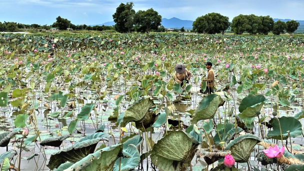 Chuyển đất sình lầy trồng sen, thu nhập gấp 4 - 5 lần lúa