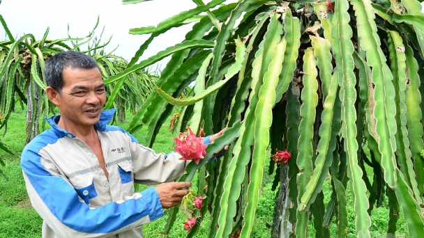 Chuyện về người nông dân từng vỡ nợ, có đồi thanh long bạc tỉ