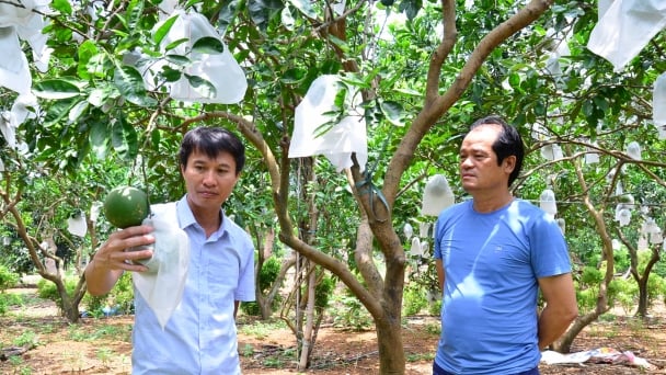 Chủ trang trại luôn đi tiên phong ở huyện Thạch Thất