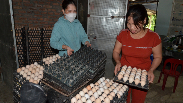 Chủ trang trại gà trọng nghĩa tình