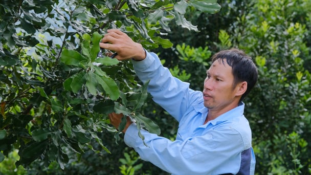 Khí thế mới từ 'cây nghìn tỷ'