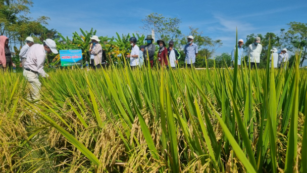Hương Châu 6 thách thức vụ hè thu khắc nghiệt