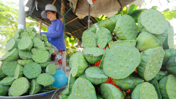 'Giấc mơ sen' Đồng Tháp