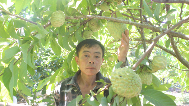 Trồng na Thái, hái ra tiền
