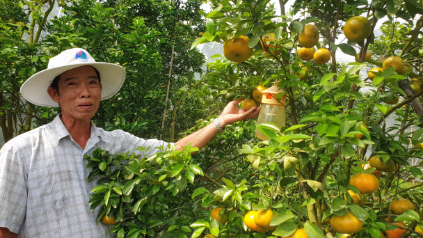 Sắp bị 'xóa sổ' vì bệnh, vườn quýt hồng sum suê trở lại