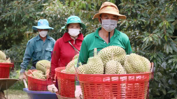 Chuẩn bị chỉn chu nhất cho ngày vui của sầu riêng