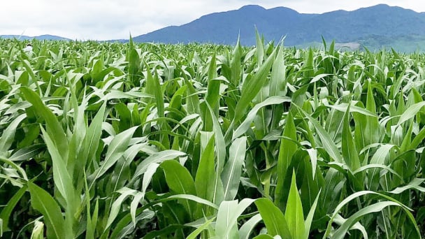 Giúp nông dân sản xuất ngô sinh khối theo tư duy thị trường