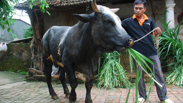 Về Phúc Thọ nghe chuyện vay quỹ khuyến nông