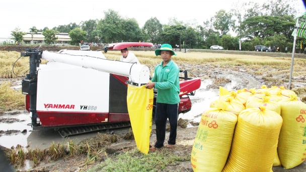 Chọn vụ hè thu hay thu đông?