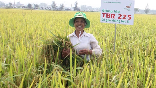 Bộ đôi TBR225 và TBR97 thắng lớn trong vụ mùa bất lợi