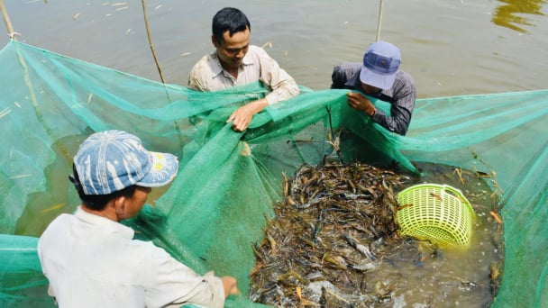 Nông dân thu hoạch tôm càng xanh đúng thời điểm giá cao