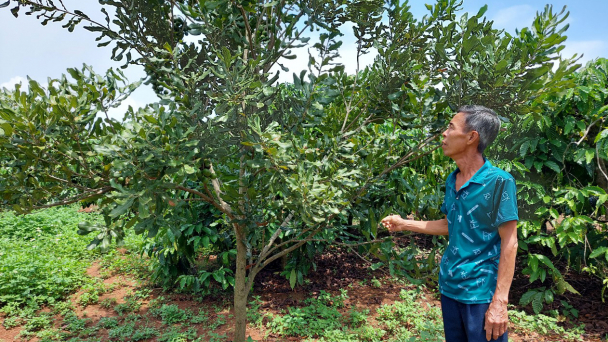Đắk Lắk sẽ có 4.000ha mắc ca vào năm 2030