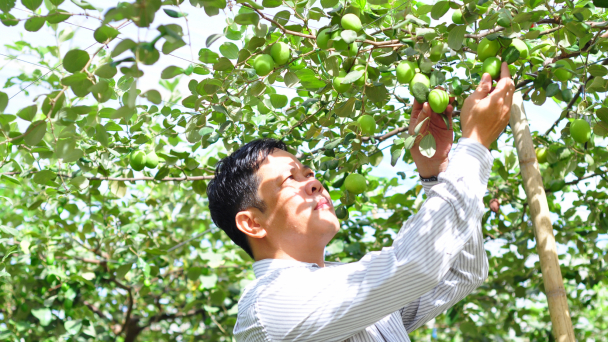 Bao lưới vườn táo, hết lo ruồi đục quả