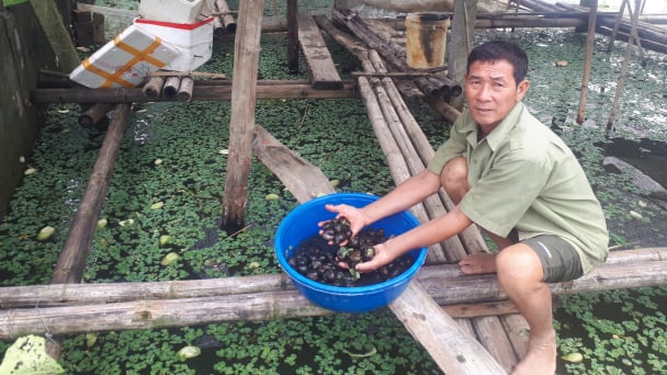 Nuôi ốc nhồi cũng có cơ hội làm giàu