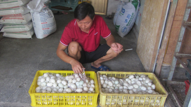 Nghe khuyến nông 'xui', bỏ nghề hàn xì làm giàu với ngan, vịt
