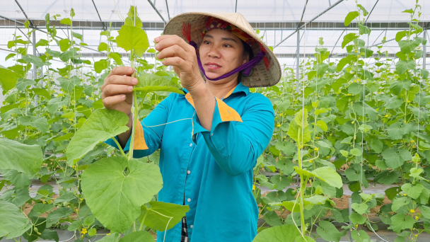 Vựa rau nức tiếng ở nơi chỉ có nắng, gió và cát