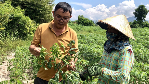 Bất lực trước hàng ngàn ha sắn bị bệnh khảm lá