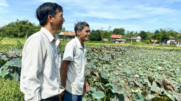 Chuyển đất trũng trồng sen, thu nhập cao gấp 3 lần trồng lúa