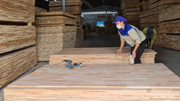 Nghệ An cần kiên quyết chấm dứt các dự án trồng rừng không hiệu quả