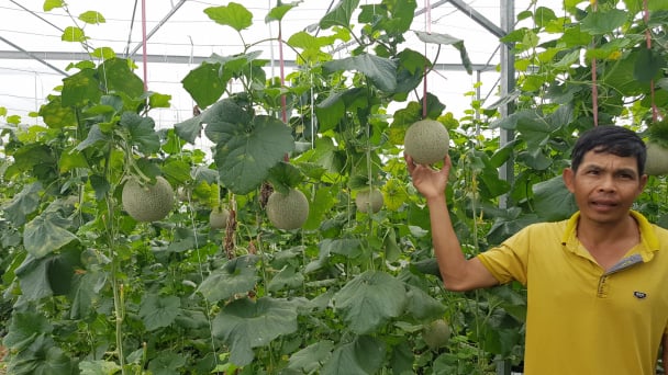 1 giờ trò chuyện cùng kỹ sư nông nghiệp nghỉ việc về quê