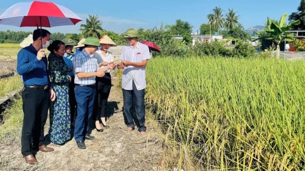 Giống lúa ngon nhất thế giới 'bén duyên' đất mỏ