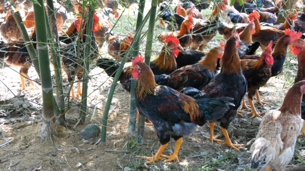 Nuôi 'gà chạy bộ' trên đồi, thịt săn chắc thơm ngon nổi tiếng
