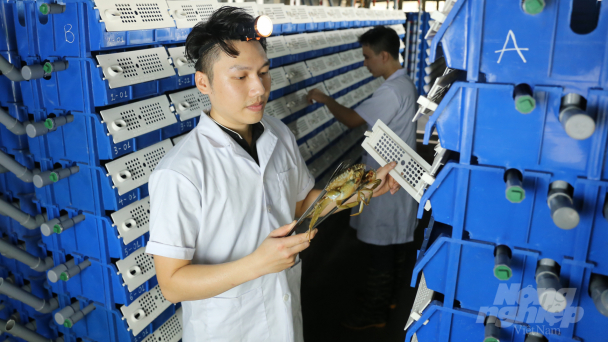 Hà Nội: Thêm mô hình thành công nuôi cua biển trong hộp nhựa