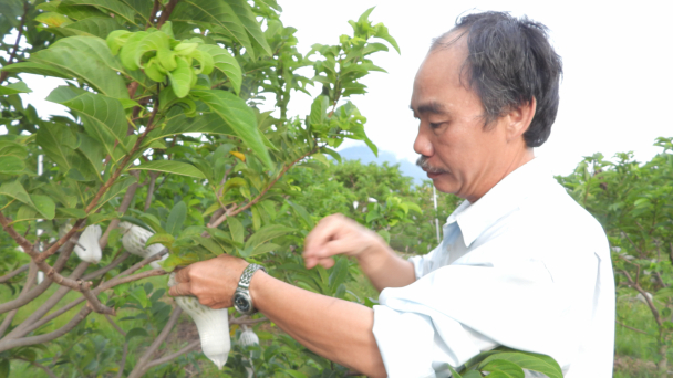 'Mặc áo' cho mãng cầu, đẩy lùi sâu bệnh