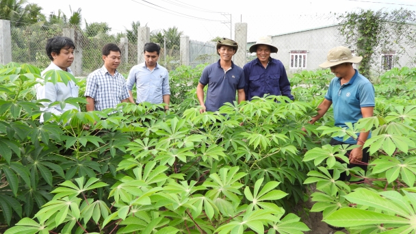 Canh tác thông minh để thích ứng bệnh khảm lá sắn