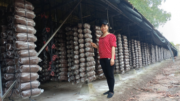 Từ công nhân thành chủ trại nấm rộng 1ha