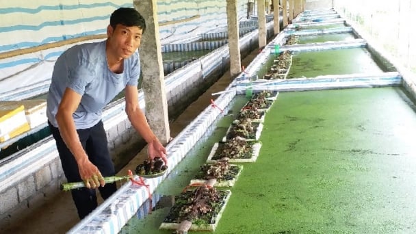 Nuôi ốc nhồi không 'dễ ăn' nếu không có kiến thức