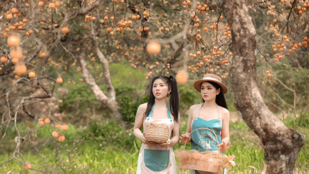 Hồng xứ Nghệ hút khách tham quan