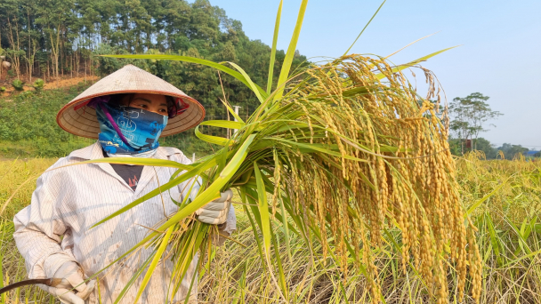 Chọn lọc, phục tráng đặc sản nếp vải Ôn Lương