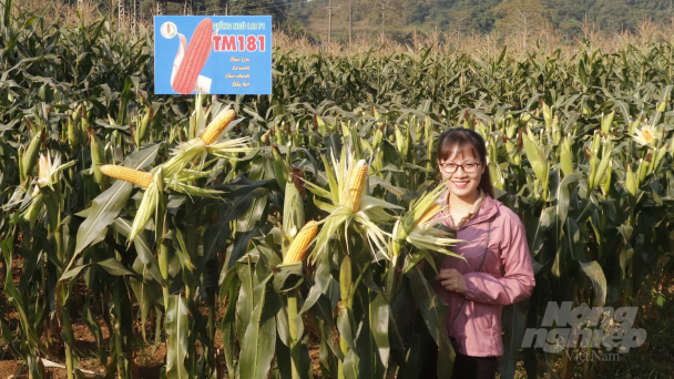 Giống ngô TM181: Lấy hạt rất tốt, lấy sinh khối cũng hay!