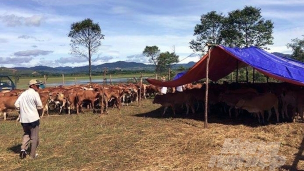 Đưa thương hiệu bò vàng A Lưới  bay xa hơn